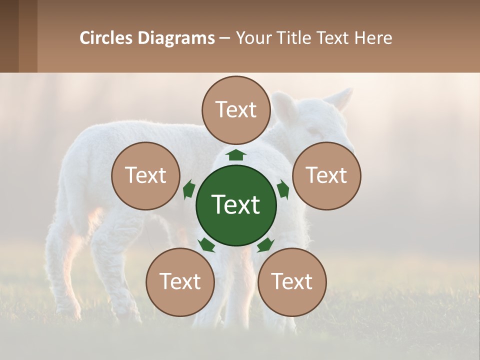 Two Lambs Are Standing In A Field Of Grass PowerPoint Template