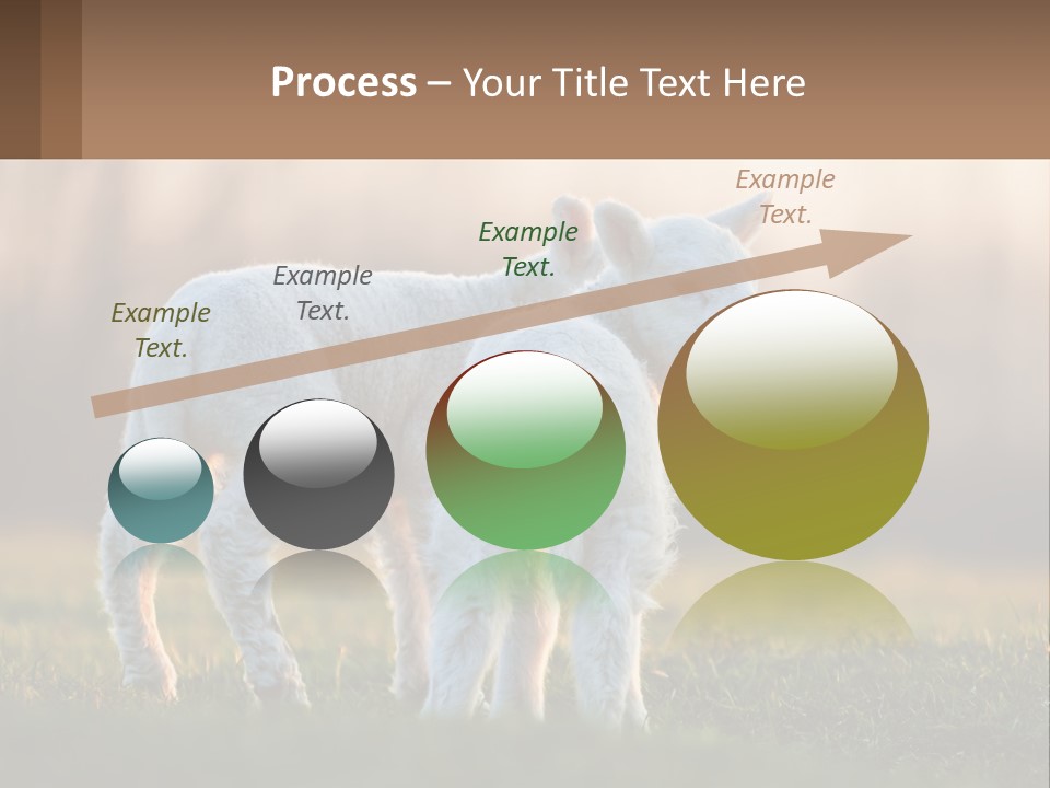 Two Lambs Are Standing In A Field Of Grass PowerPoint Template