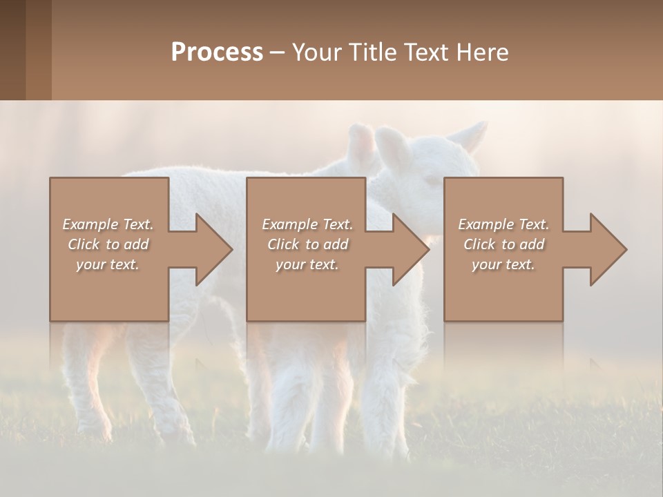 Two Lambs Are Standing In A Field Of Grass PowerPoint Template