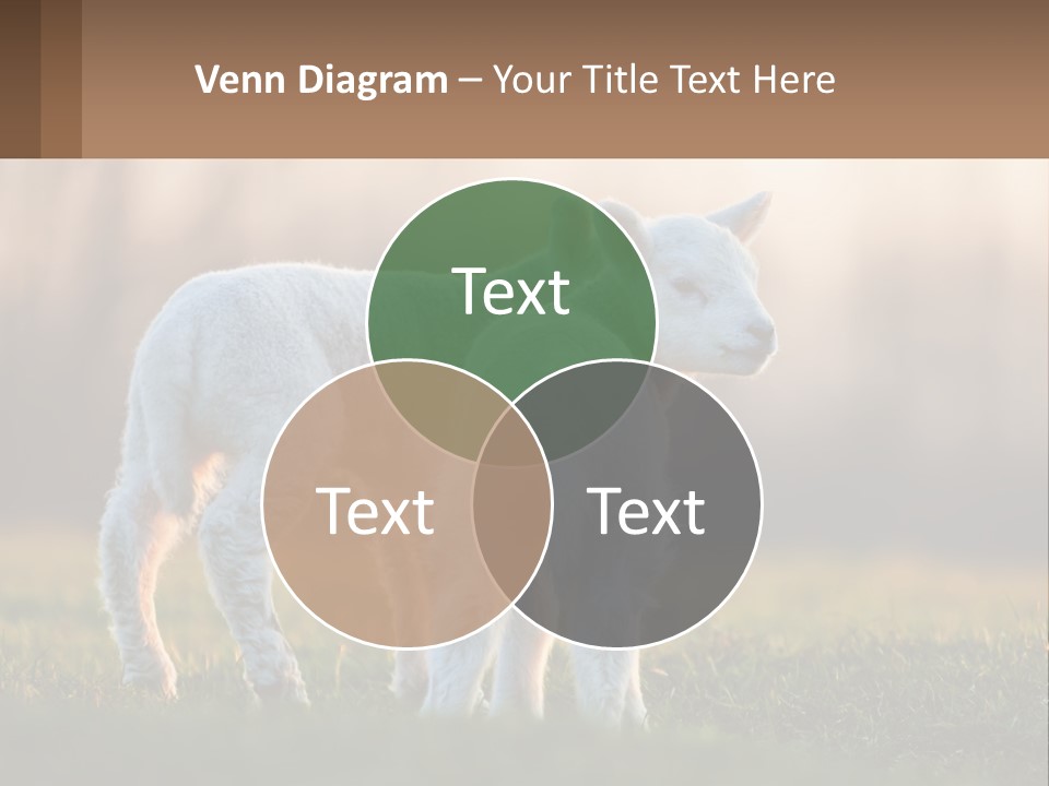 Two Lambs Are Standing In A Field Of Grass PowerPoint Template