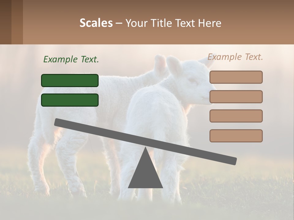 Two Lambs Are Standing In A Field Of Grass PowerPoint Template