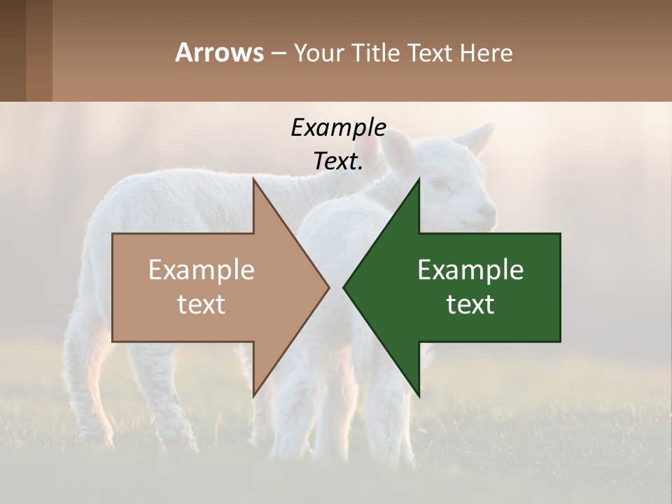 Two Lambs Are Standing In A Field Of Grass PowerPoint Template