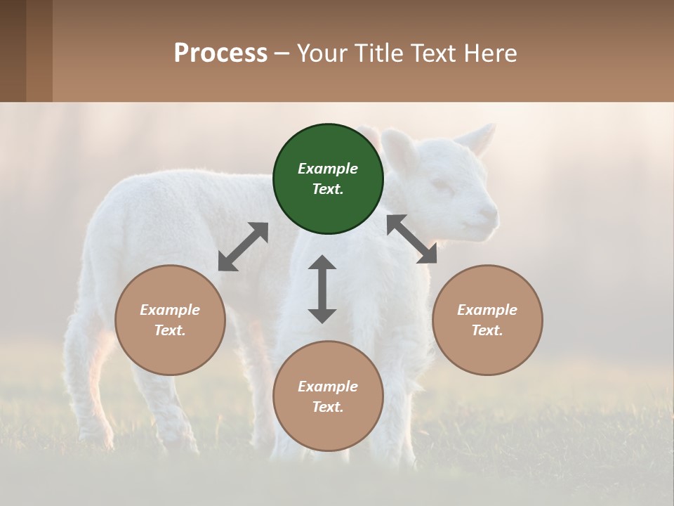Two Lambs Are Standing In A Field Of Grass PowerPoint Template
