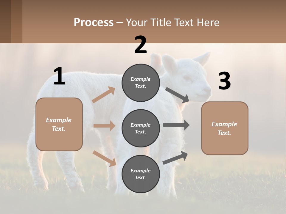 Two Lambs Are Standing In A Field Of Grass PowerPoint Template