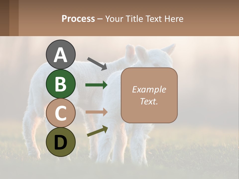 Two Lambs Are Standing In A Field Of Grass PowerPoint Template