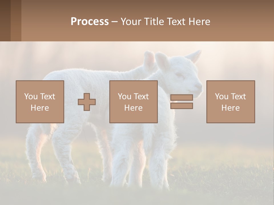 Two Lambs Are Standing In A Field Of Grass PowerPoint Template