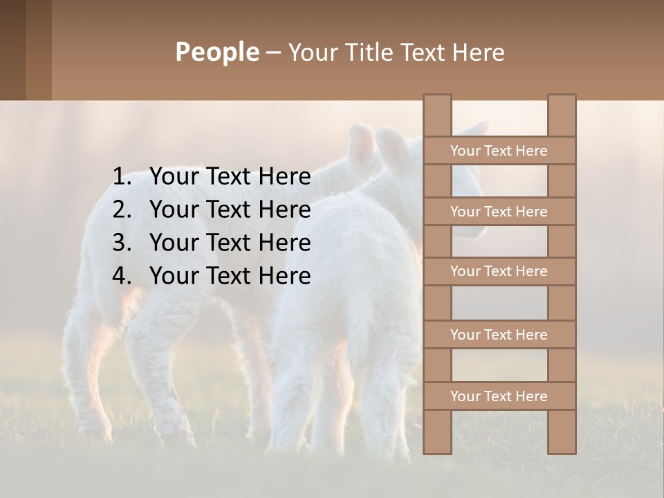 Two Lambs Are Standing In A Field Of Grass PowerPoint Template