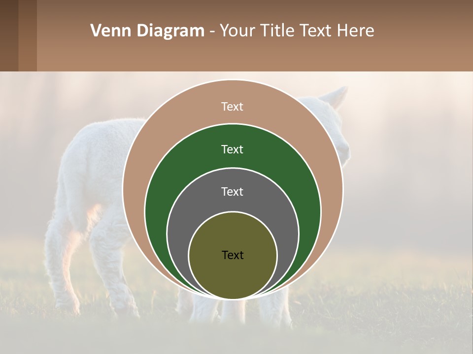 Two Lambs Are Standing In A Field Of Grass PowerPoint Template