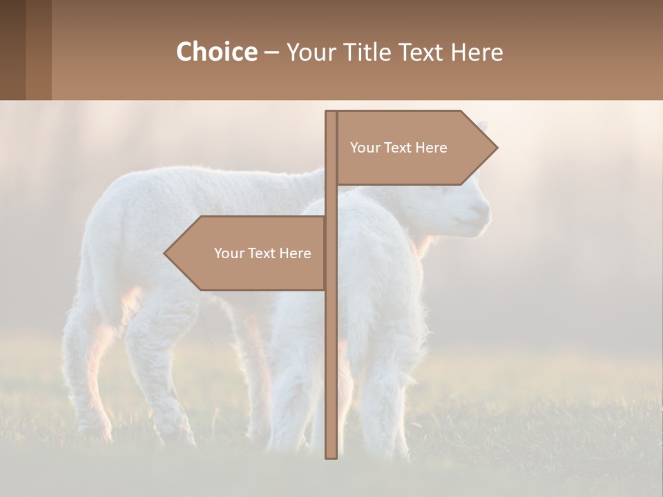Two Lambs Are Standing In A Field Of Grass PowerPoint Template