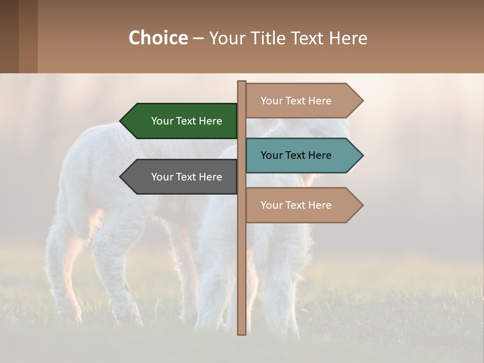 Two Lambs Are Standing In A Field Of Grass PowerPoint Template