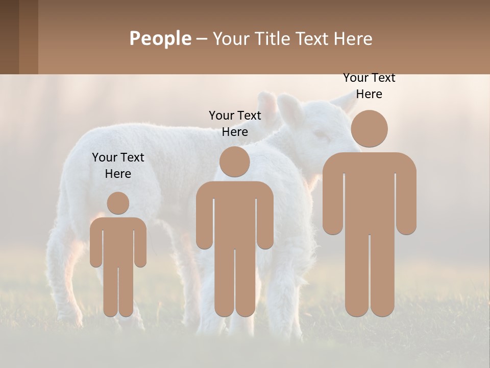 Two Lambs Are Standing In A Field Of Grass PowerPoint Template
