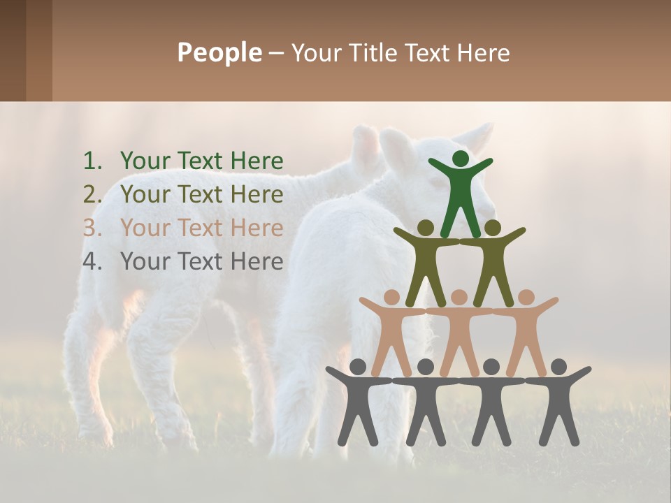 Two Lambs Are Standing In A Field Of Grass PowerPoint Template