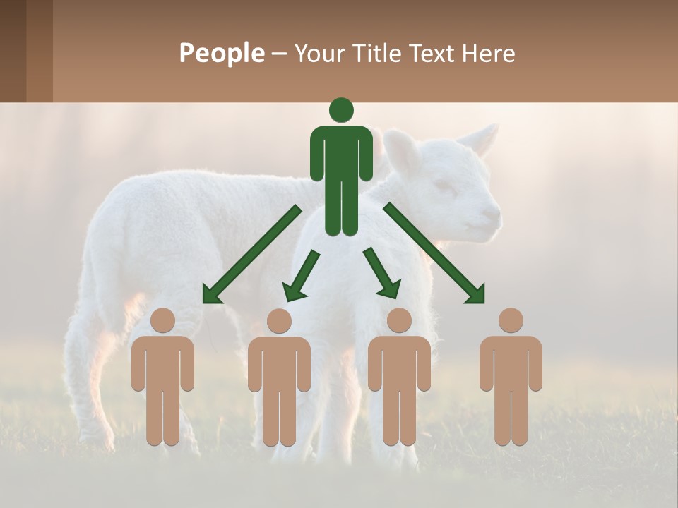 Two Lambs Are Standing In A Field Of Grass PowerPoint Template