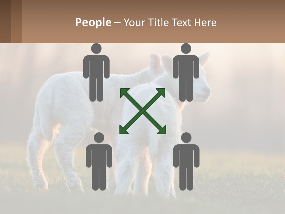 Two Lambs Are Standing In A Field Of Grass PowerPoint Template