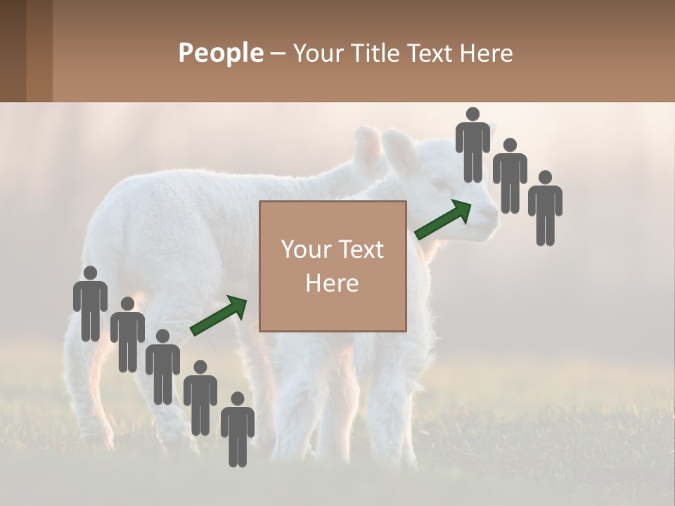 Two Lambs Are Standing In A Field Of Grass PowerPoint Template