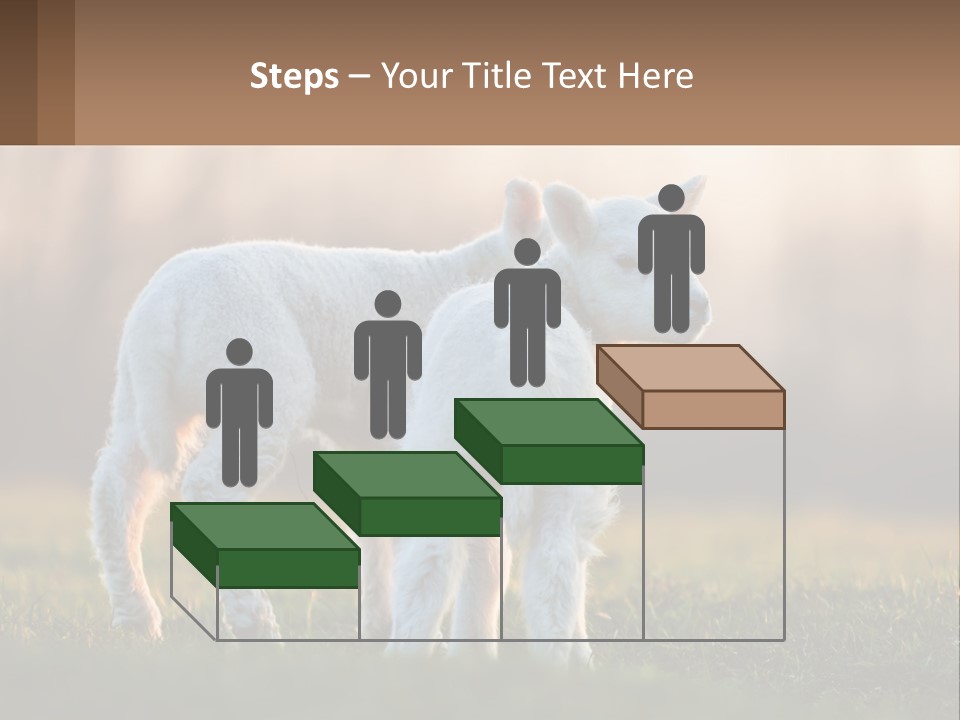 Two Lambs Are Standing In A Field Of Grass PowerPoint Template