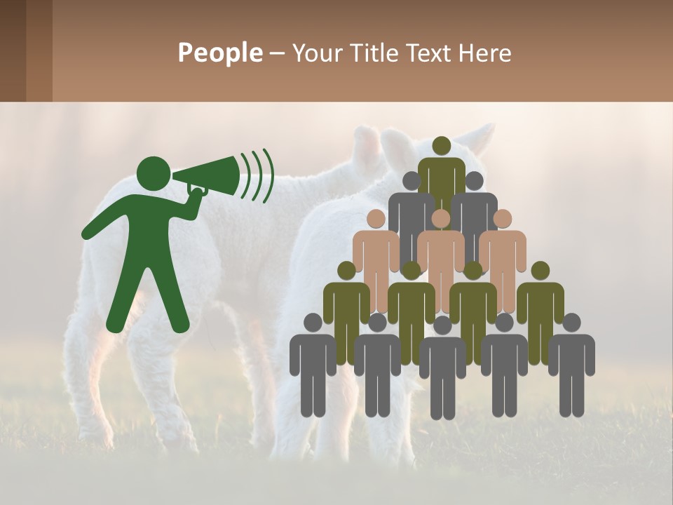 Two Lambs Are Standing In A Field Of Grass PowerPoint Template