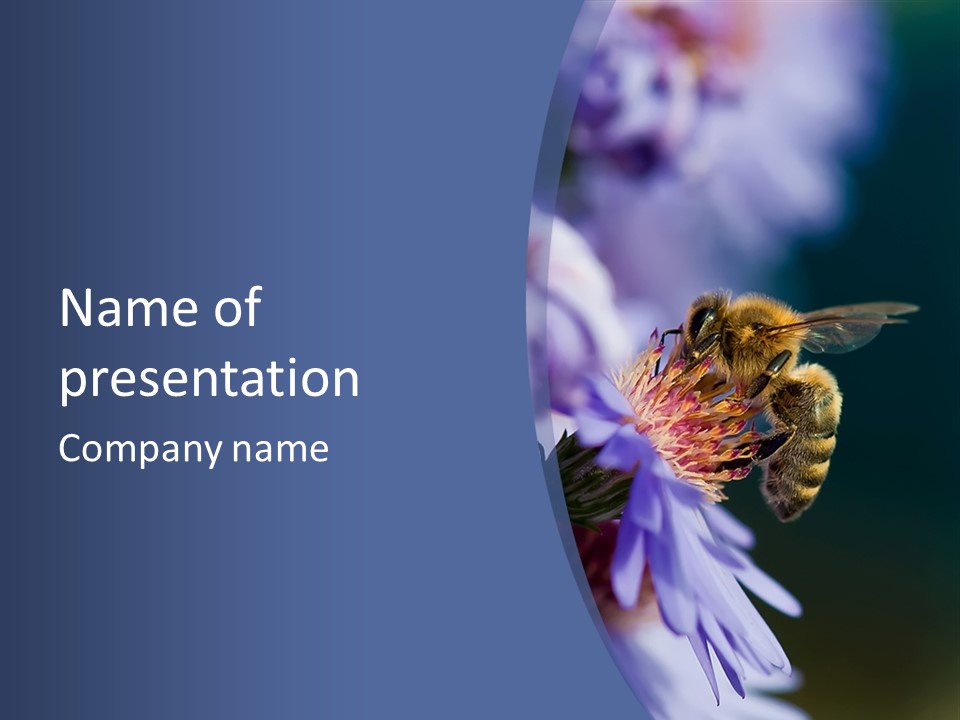 A Bee On A Flower Powerpoint Template PowerPoint Template