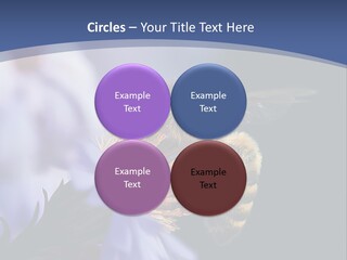 A Bee On A Flower Powerpoint Template PowerPoint Template