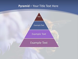 A Bee On A Flower Powerpoint Template PowerPoint Template