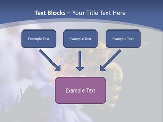 A Bee On A Flower Powerpoint Template PowerPoint Template