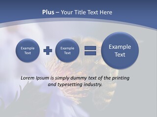 A Bee On A Flower Powerpoint Template PowerPoint Template