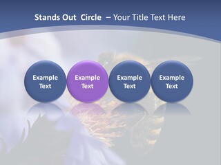 A Bee On A Flower Powerpoint Template PowerPoint Template