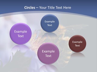 A Bee On A Flower Powerpoint Template PowerPoint Template