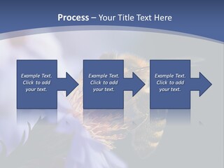 A Bee On A Flower Powerpoint Template PowerPoint Template