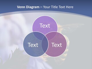 A Bee On A Flower Powerpoint Template PowerPoint Template
