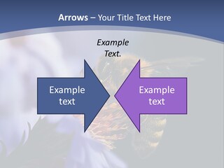 A Bee On A Flower Powerpoint Template PowerPoint Template