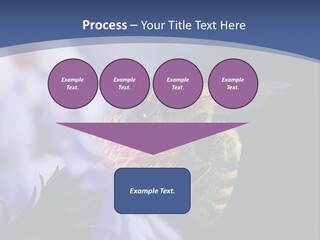 A Bee On A Flower Powerpoint Template PowerPoint Template