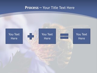 A Bee On A Flower Powerpoint Template PowerPoint Template