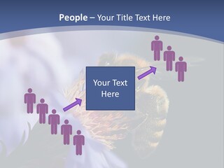 A Bee On A Flower Powerpoint Template PowerPoint Template