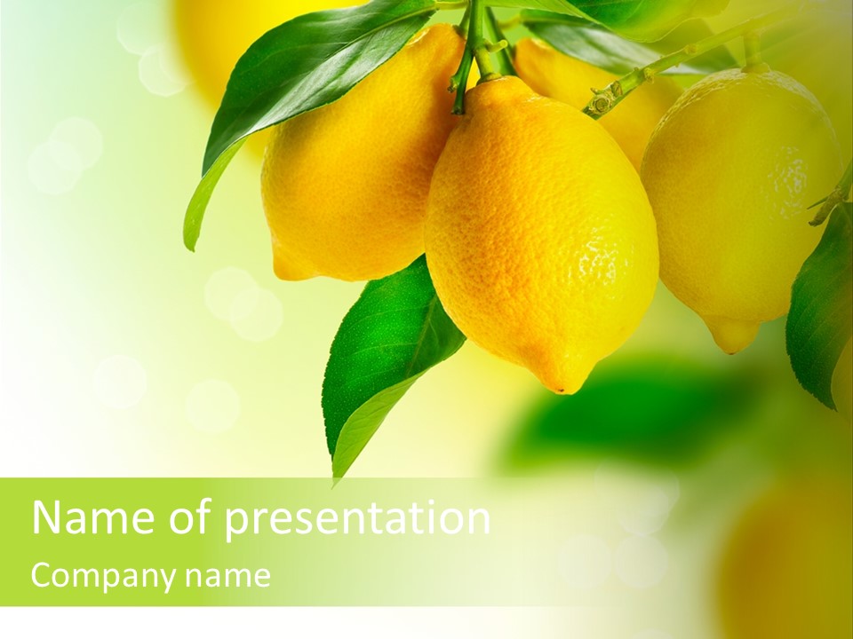 A Group Of Lemons Hanging From A Tree PowerPoint Template