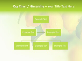 A Group Of Lemons Hanging From A Tree PowerPoint Template