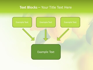 A Group Of Lemons Hanging From A Tree PowerPoint Template