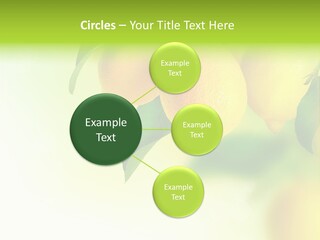 A Group Of Lemons Hanging From A Tree PowerPoint Template