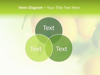 A Group Of Lemons Hanging From A Tree PowerPoint Template
