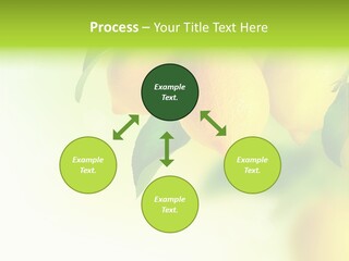 A Group Of Lemons Hanging From A Tree PowerPoint Template