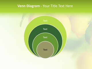 A Group Of Lemons Hanging From A Tree PowerPoint Template