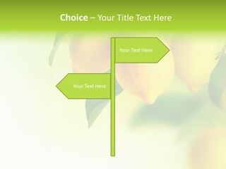A Group Of Lemons Hanging From A Tree PowerPoint Template