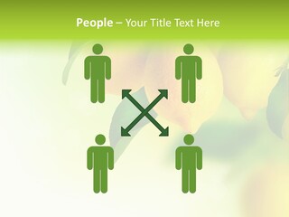 A Group Of Lemons Hanging From A Tree PowerPoint Template