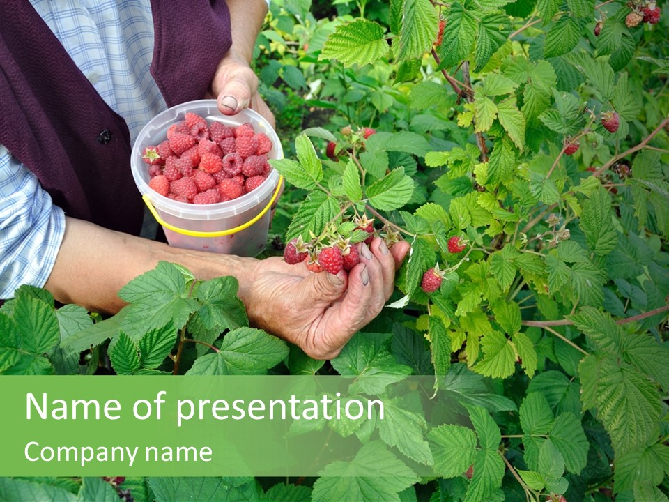A Person Picking Raspberries From A Bush PowerPoint Template