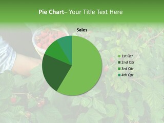 A Person Picking Raspberries From A Bush PowerPoint Template