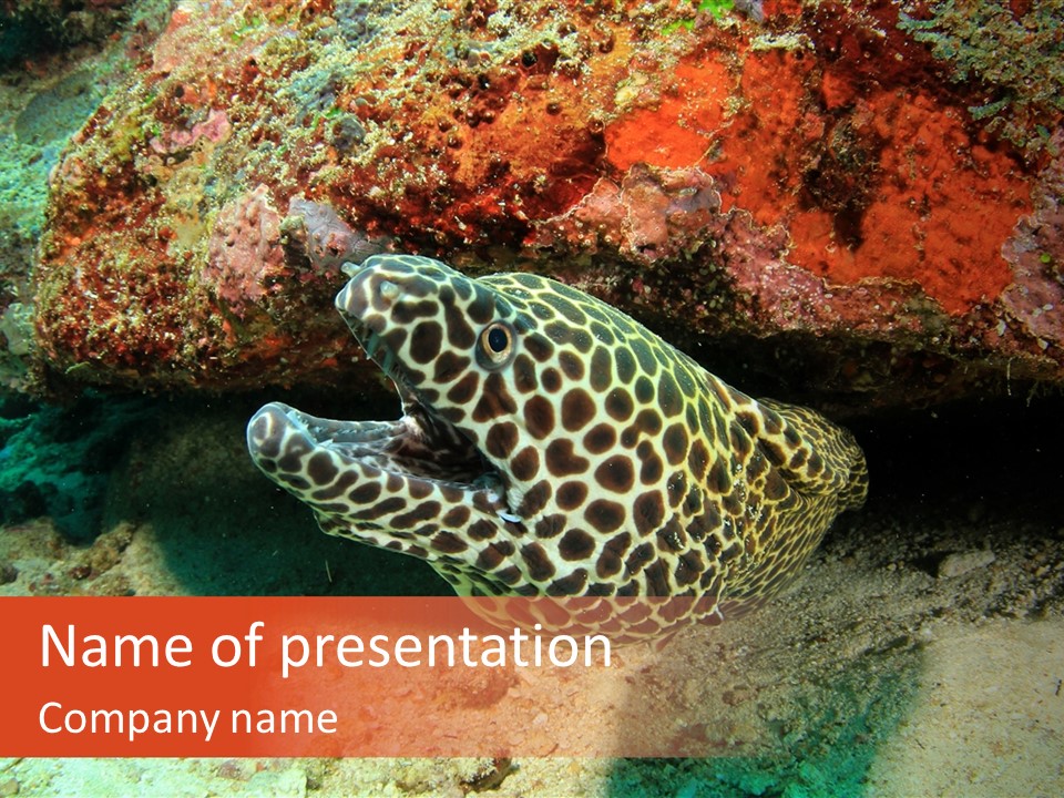 A Large Turtle Is Laying On The Ocean Floor PowerPoint Template