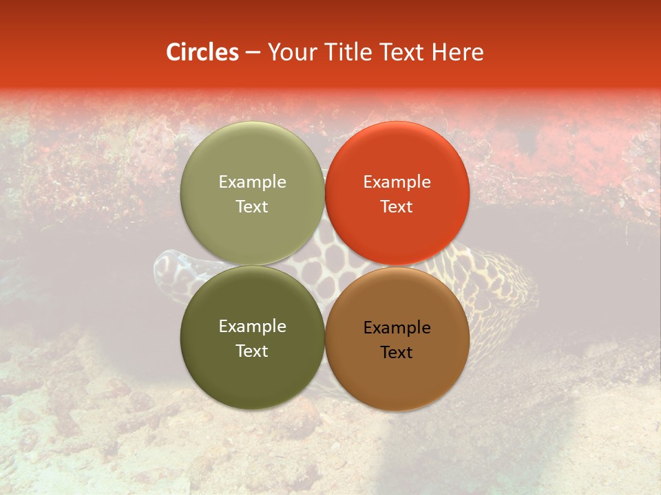 A Large Turtle Is Laying On The Ocean Floor PowerPoint Template