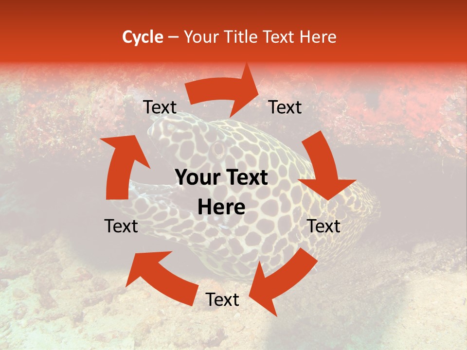 A Large Turtle Is Laying On The Ocean Floor PowerPoint Template