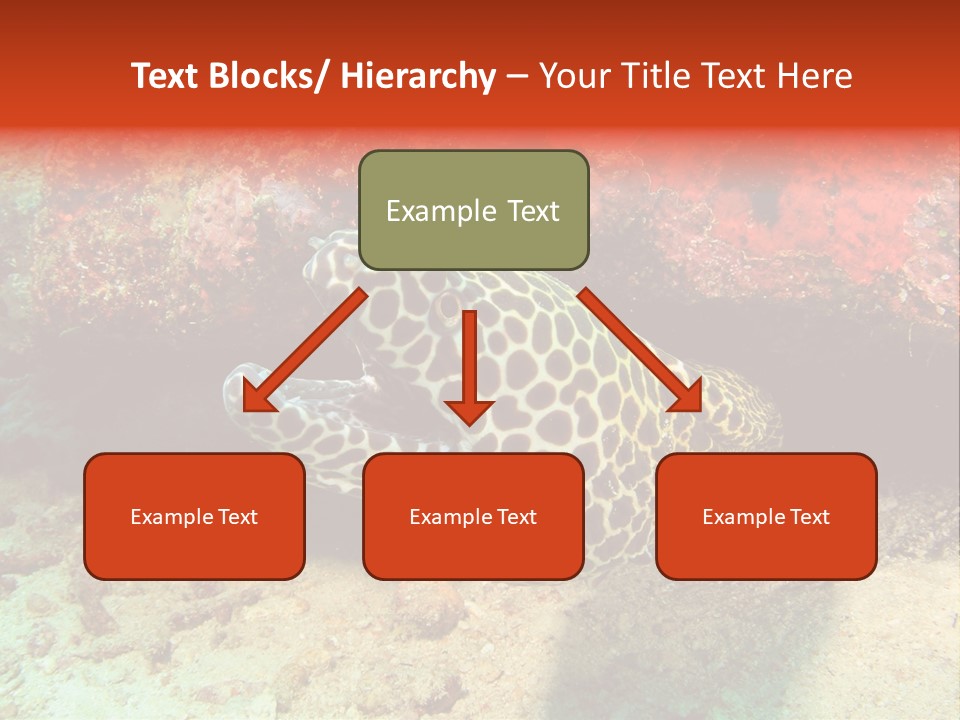 A Large Turtle Is Laying On The Ocean Floor PowerPoint Template
