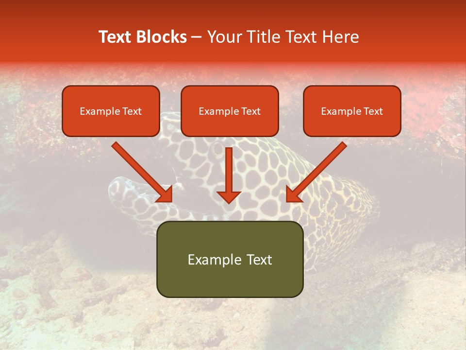 A Large Turtle Is Laying On The Ocean Floor PowerPoint Template